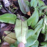 Parahemionitis cordata  (Roxb. ex Hook. Et Grev.) Fraser-Jenk.